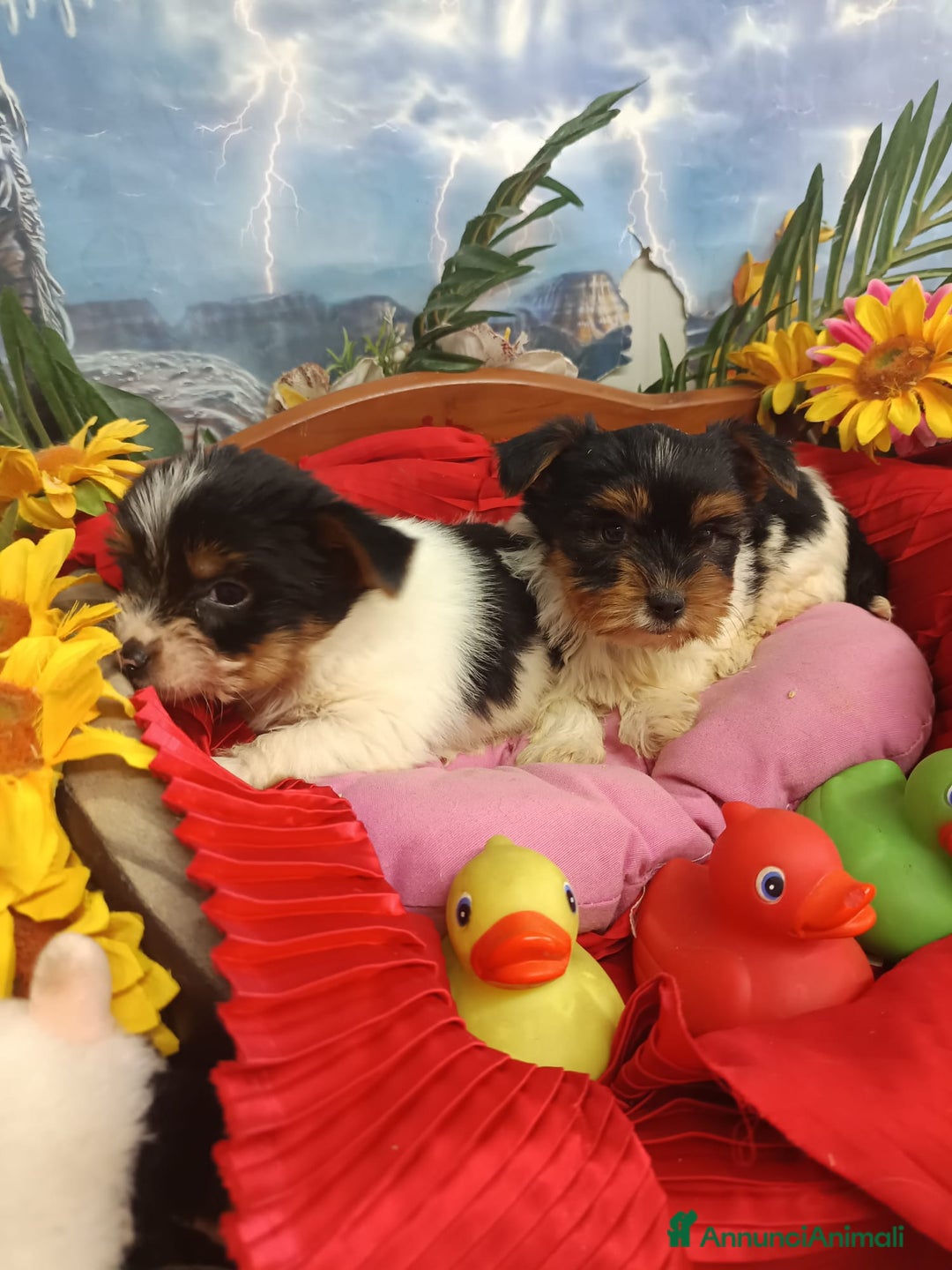 Biewer Terrier cani in vendita: BIEWER   YORKSHIRE TERRIER  - Annuncio 3