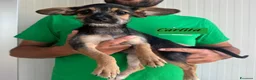 Meticcio cani in regalo: CUCCIOLA tg PIccola - Annuncio 4