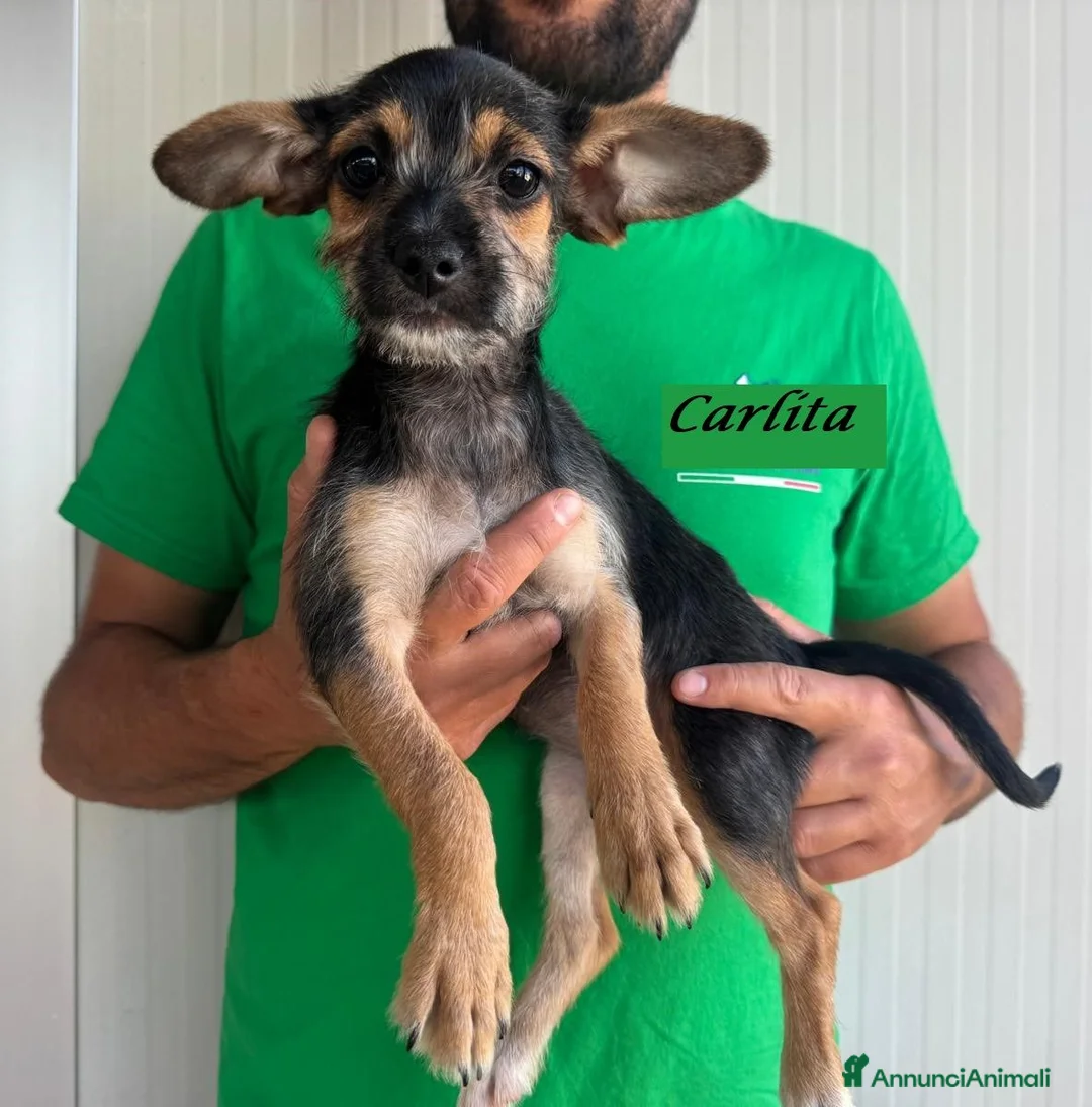 Meticcio cani in regalo: CUCCIOLA tg PIccola - Annuncio 4