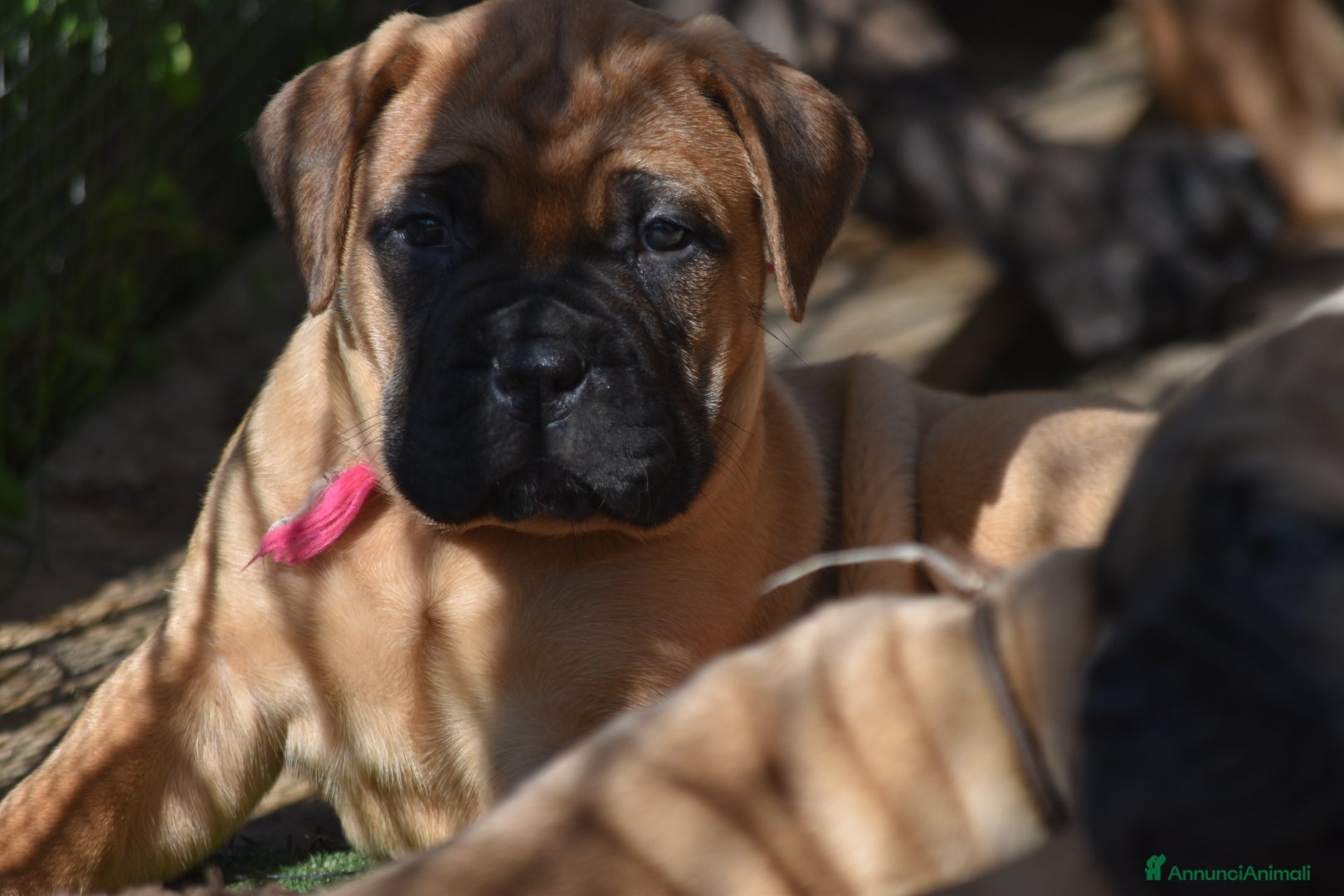 Bullmastiff cani BULLMASTIFF CUCCIOLI - Annuncio 23