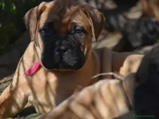 Bullmastiff cani BULLMASTIFF CUCCIOLI - Annuncio 23