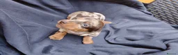 Bassotto cani in vendita: Bassotto Nano Merlè maschio  - Annuncio 4