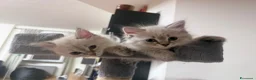 Siberiano gatti in vendita: Splendidi cuccioli siberiani  a Città metropolitana di Milano - Annuncio 6
