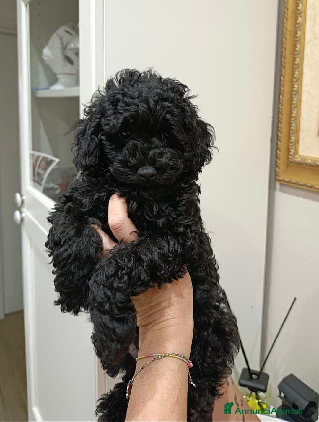 Barbone cani in vendita: Disponibili 2 cuccioli di barboncino - Annuncio 7