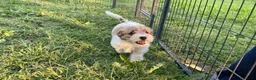 Jack Russell cani in vendita: Jack Russell terrier pelo ruvido  - Annuncio 8