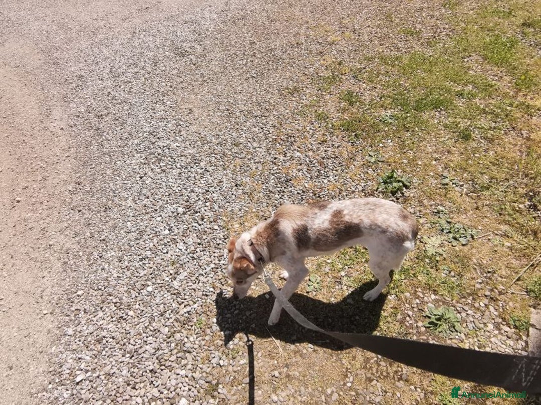 Meticcio cani in regalo: LUNA dolce affettuosa piccoletta - Annuncio 4