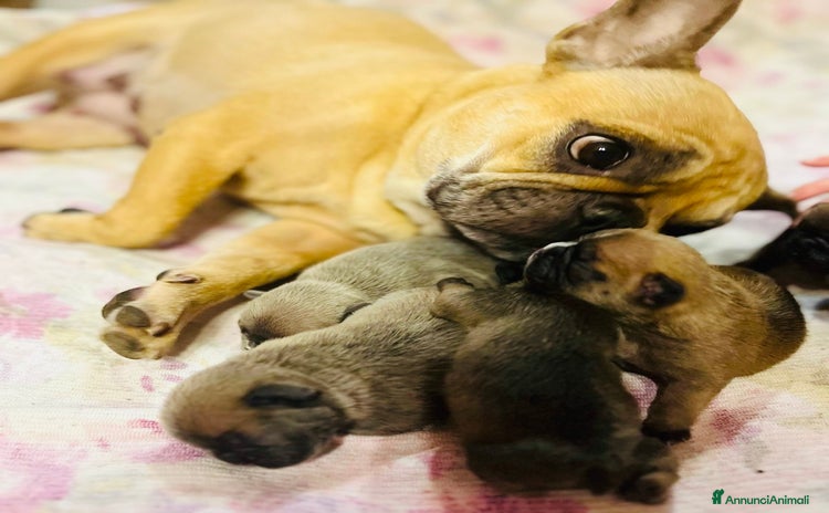 Bulldog Francese cani - Annuncio 8
