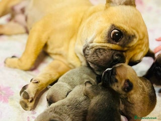 Bulldog Francese cani - Annuncio 14