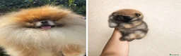 Volpino Pomerania cani in vendita: POMERANIA-DA ALLEVAMENTO CERTIFICATO - Annuncio 2