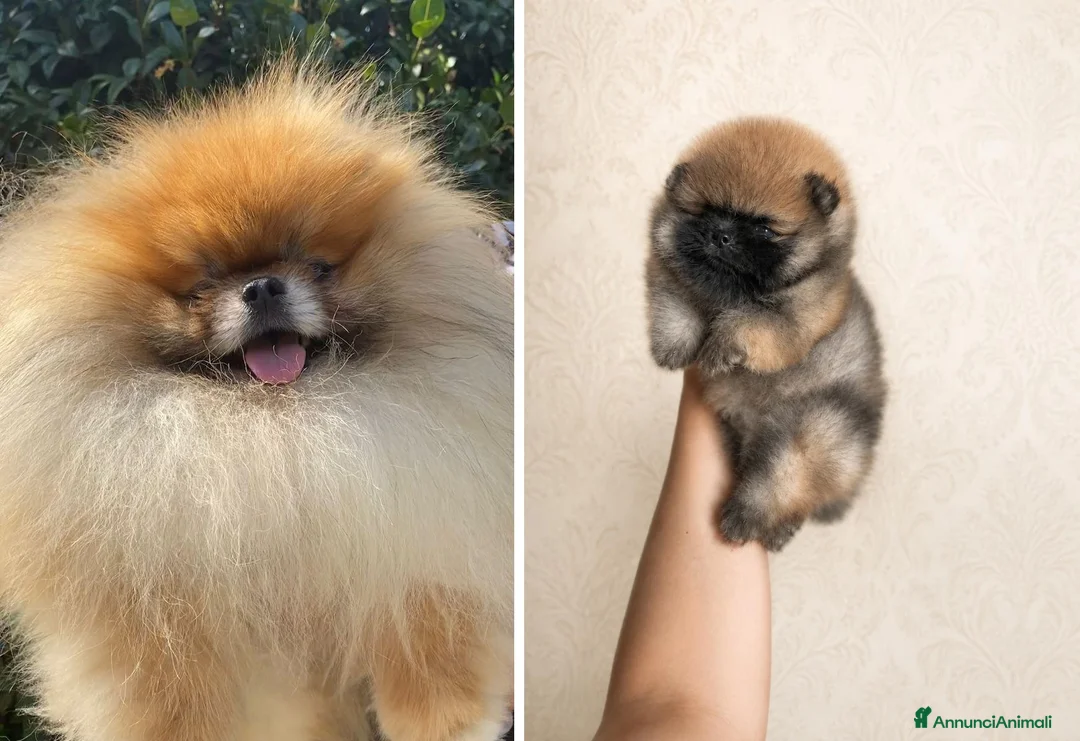 Volpino Pomerania cani in vendita: POMERANIA-DA ALLEVAMENTO CERTIFICATO - Annuncio 2