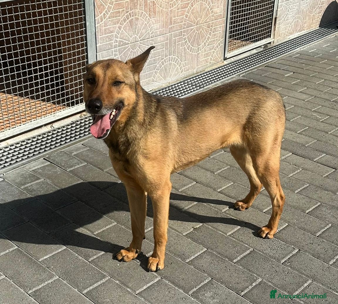 Affenpinscher cani ULISSE LUPETTO - Annuncio 1