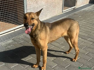 Affenpinscher cani ULISSE LUPETTO - Annuncio 1