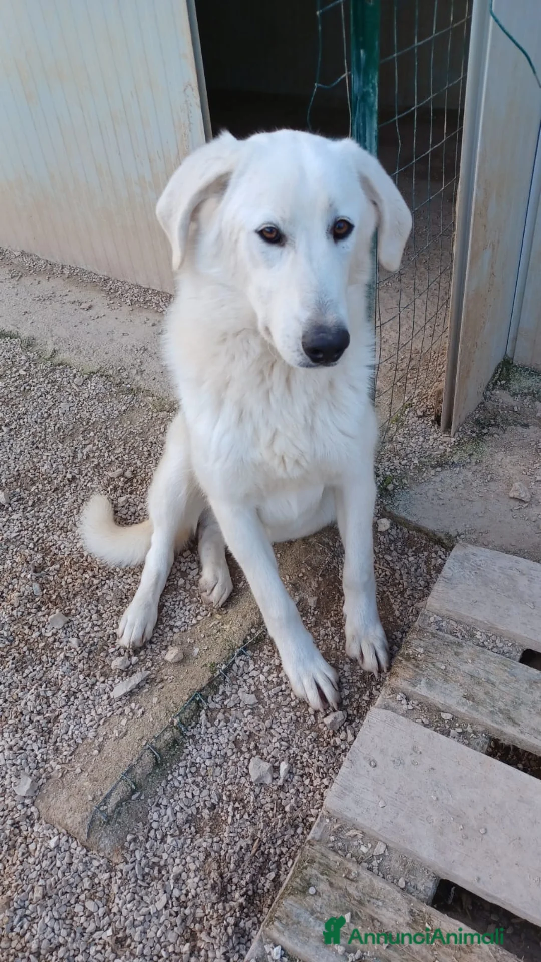 Meticcio cani in regalo: ADOTTA DEMYR a Città metropolitana di Roma Capitale - Annuncio 2