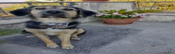 Meticcio cani in regalo: Splendido Simil Pastore di 8 mesi (Catania) - Annuncio 13