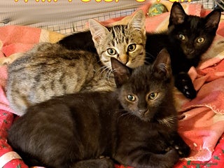 Europeo gatti 🐾✨ TRILLI, PETER e PAN ✨ - Annuncio 35