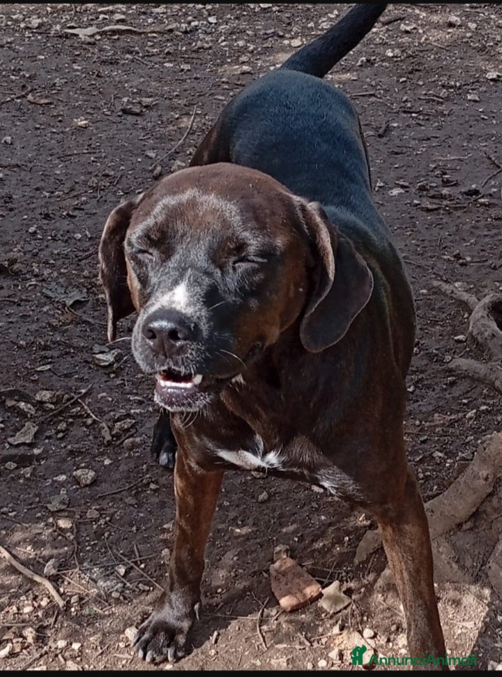 Meticcio cani Cuccia mix Labrador marrone 4anni in canile NAPOLI a Città metropolitana di Milano - Annuncio 3