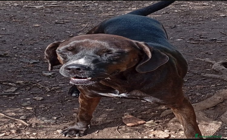 Meticcio cani a Città metropolitana di Milano - Annuncio 15