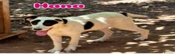 Meticcio cani in regalo: 1anno mix molossini buoni crescono in recinto.SUD - Annuncio 4