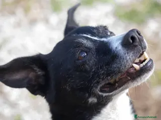 Meticcio cani NONNO OREO HA BISOGNO DI UNA CASA E TANTO AMORE - Annuncio 41