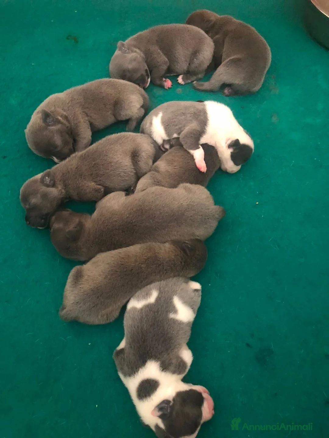 Staffordshire cani in vendita: Staffordshire bull terrier blu - Annuncio 5