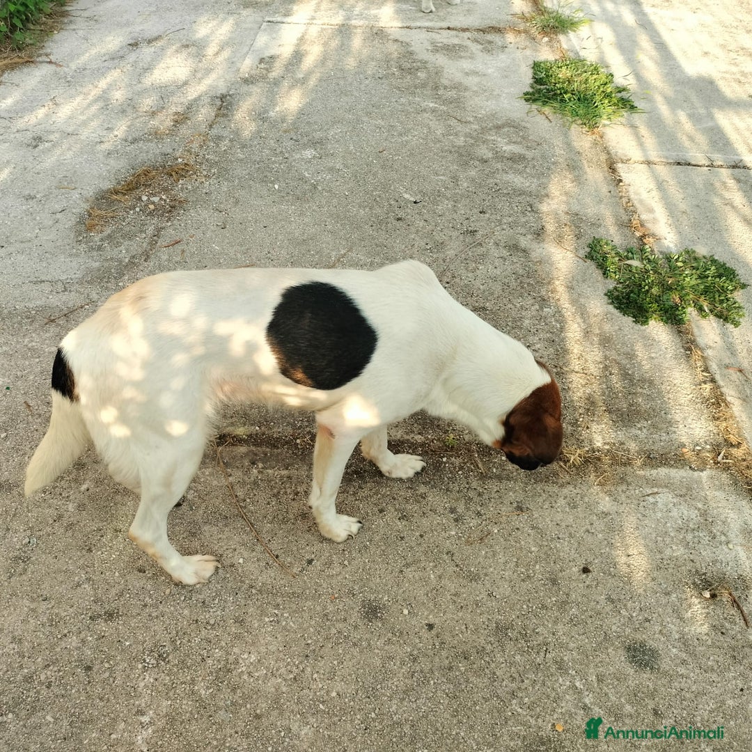 Meticcio cani in regalo: ALMA, CAGNA PEZZATA - Annuncio 5