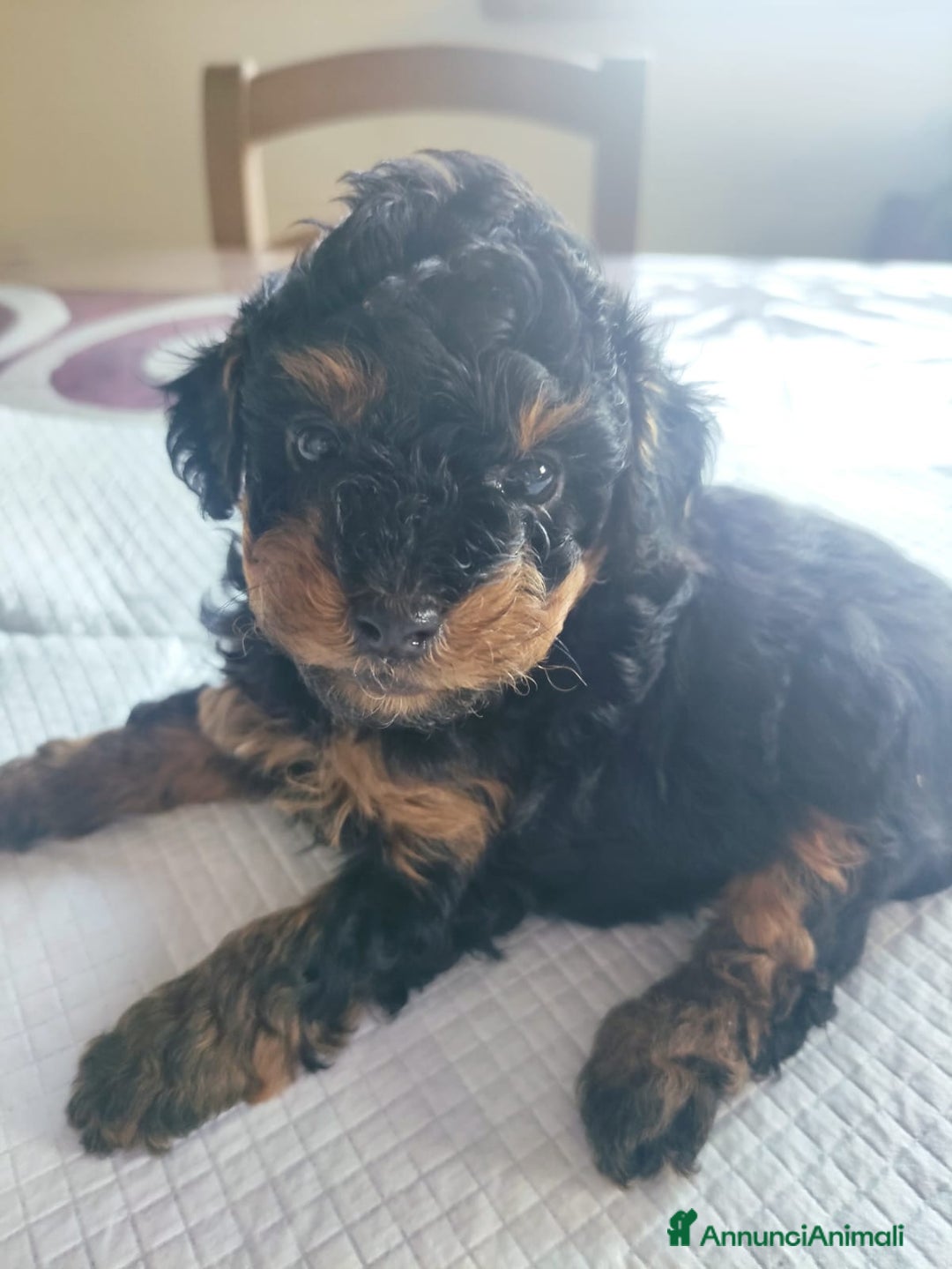 Barboncino Toy cani in vendita: Barboncino Toy Phantom  - Annuncio 16