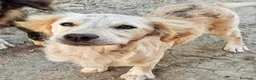 Meticcio cani in regalo: Cuccioli di 5 mesi cercano casa - Annuncio 13