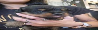 Rottweiler 6