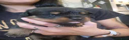 Rottweiler cani in vendita: Cuccioli rottweiler  a Provincia di Perugia - Annuncio 4
