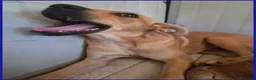 Meticcio cani in regalo: Dolce BUCCUNOTTO sogna una famiglia - Annuncio 2