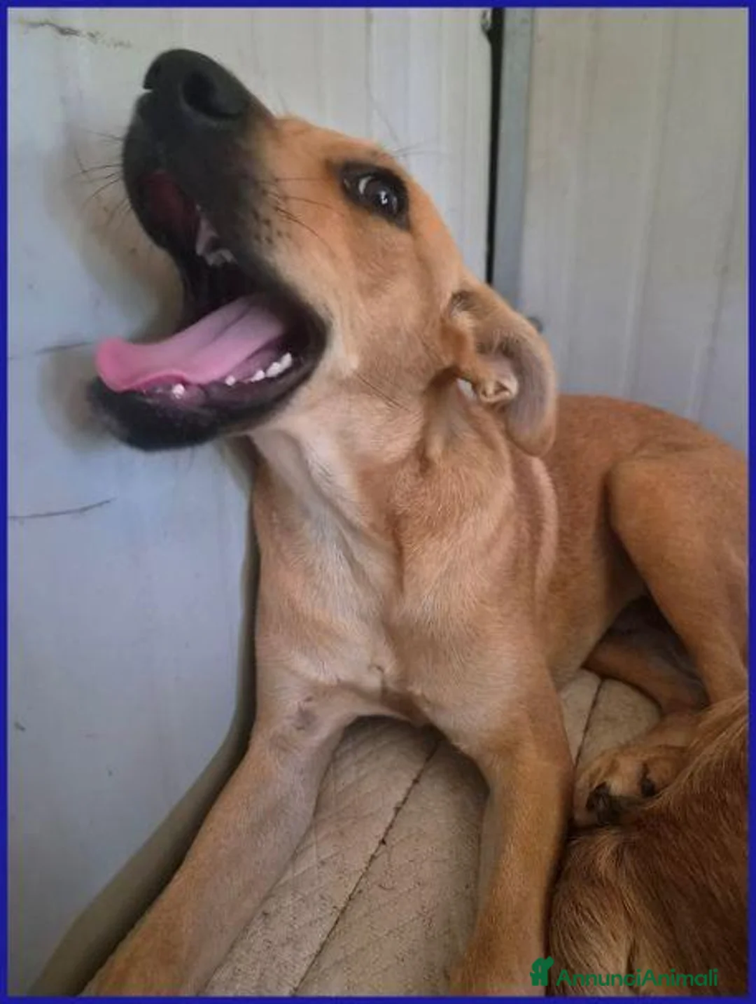 Meticcio cani in regalo: Dolce BUCCUNOTTO sogna una famiglia - Annuncio 2