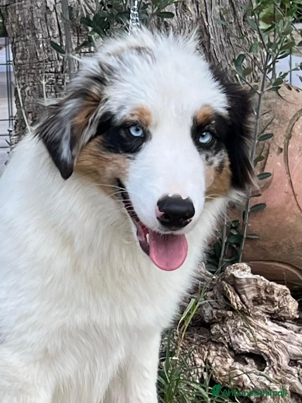 Australian Shepherd cani Australian shepherd - Annuncio 6