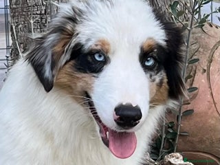 Australian Shepherd cani Australian shepherd - Annuncio 23