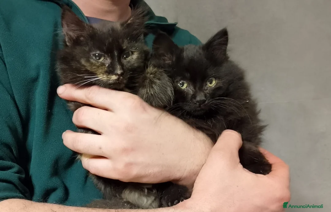 Europeo gatti in regalo: Maschietto e femminuccia di due mesi - Annuncio 4
