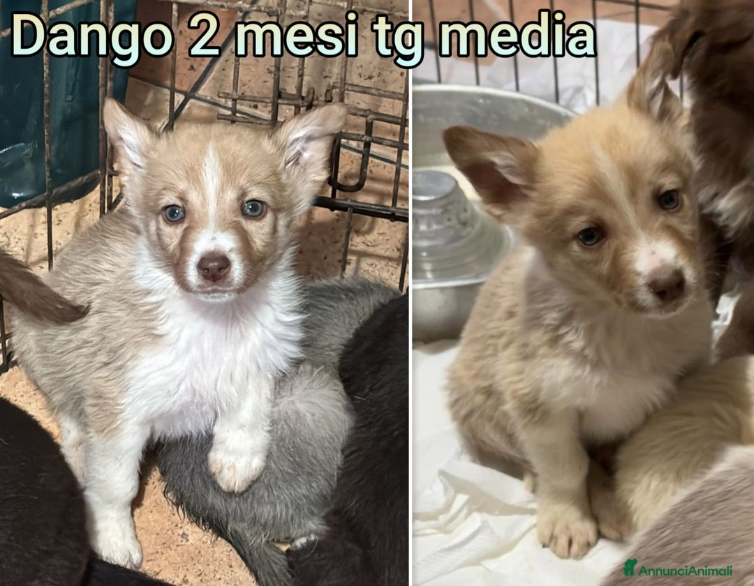 Meticcio cani in regalo: CUCCIOLI BISOGNOSI: URGENTE - Annuncio 5