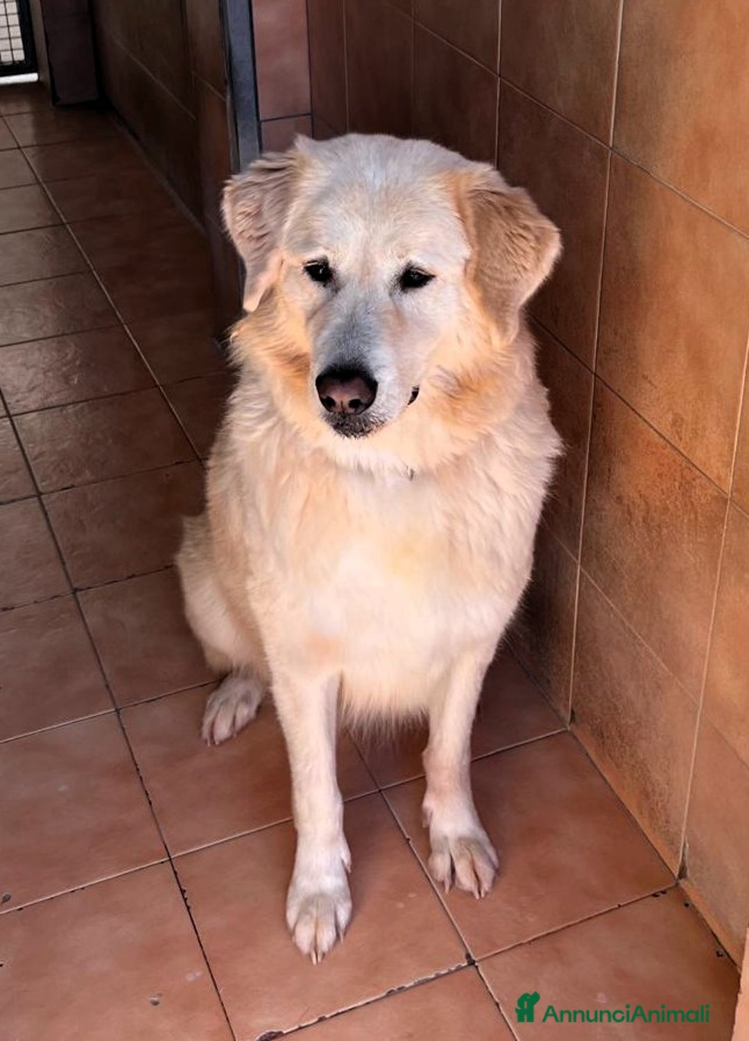 Meticcio cani in regalo: SALOMONE BELLISSIMO MAREMMANO - Annuncio 5