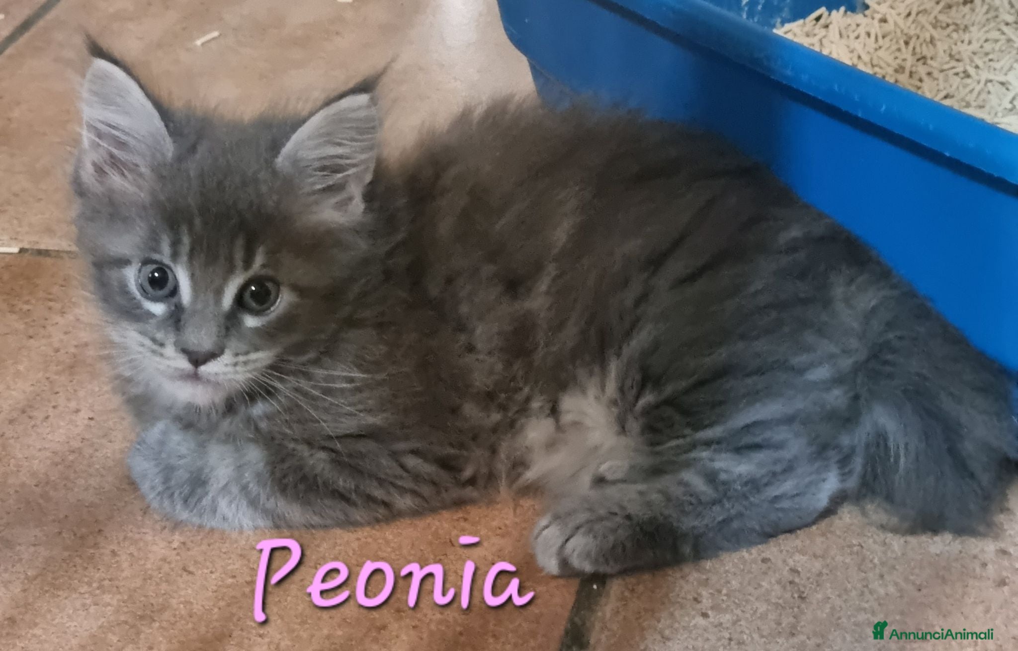 Maine Coon gatti Meravigliosa cucciola Maine Coon Anfi - Annuncio 1