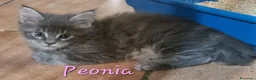 Maine Coon gatti in vendita: Meravigliosa cucciola Maine Coon Anfi a Città metropolitana di Milano - Annuncio 1