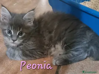 Maine Coon gatti in vendita: Meravigliosa cucciola Maine Coon Anfi - Annuncio 1