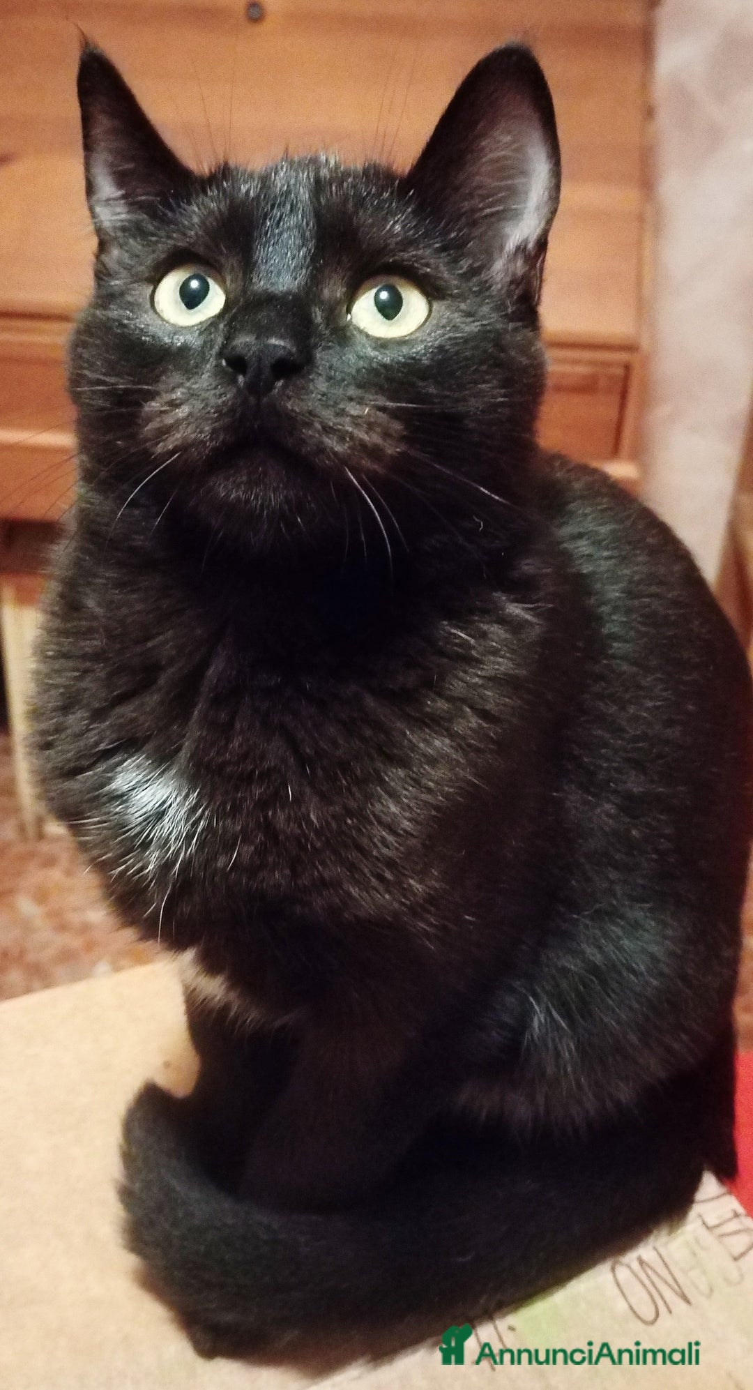 Europeo gatti in regalo: MILO GATTINO BELLISSIMO - Annuncio 2