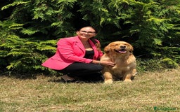 Golden Retriever cani in vendita: In arrivo stupendi cuccioli di Golden Retriever  a Provincia di Alessandria - Immagine 4