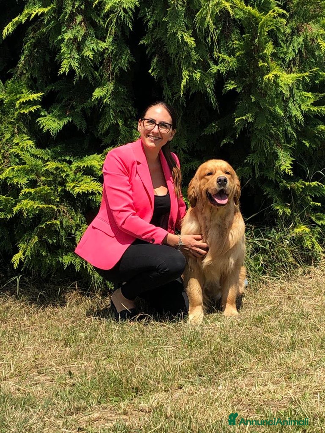 Golden Retriever cani in vendita: In arrivo stupendi cuccioli di Golden Retriever  a Provincia di Alessandria - Immagine 4