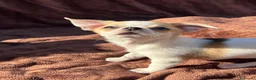 Chihuahua cani in vendita: Cuccioli chihuahua  - Annuncio 6