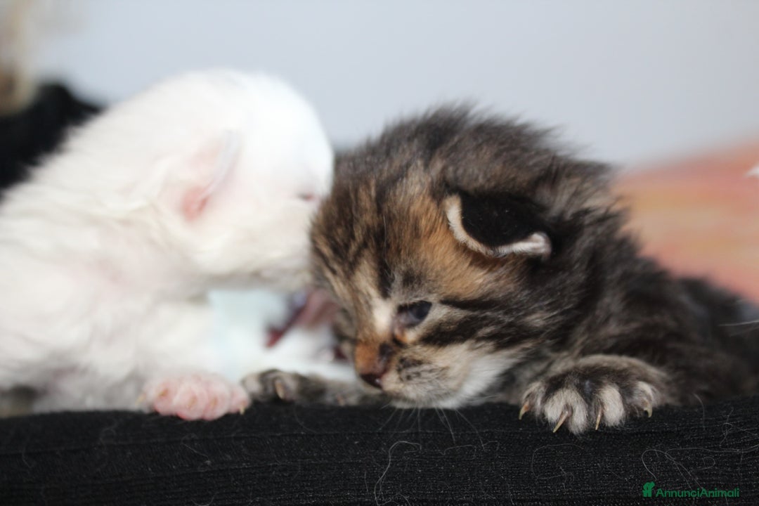 Maine Coon gatti in vendita: Maine Coon  - Immagine 7