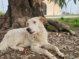 Meticcio cani Ugo: cucciolone buonissimo con tutti - Annuncio 1