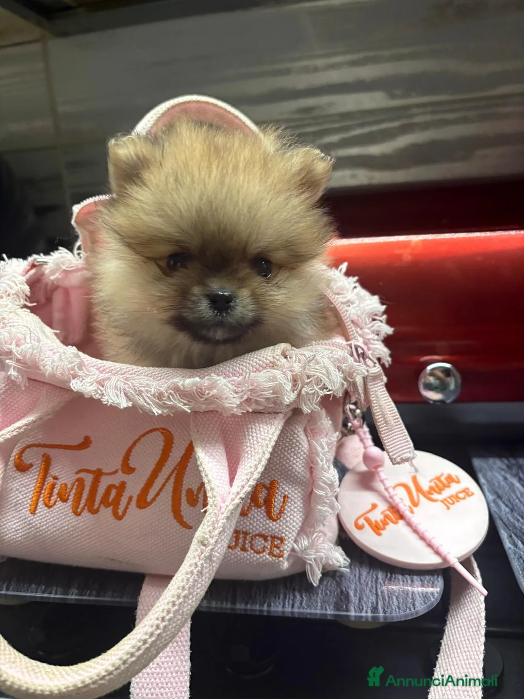 Spitz cani in vendita: Pomerania - Annuncio 2