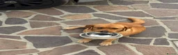 Labrador cani in regalo: Regalo cani - Annuncio 2
