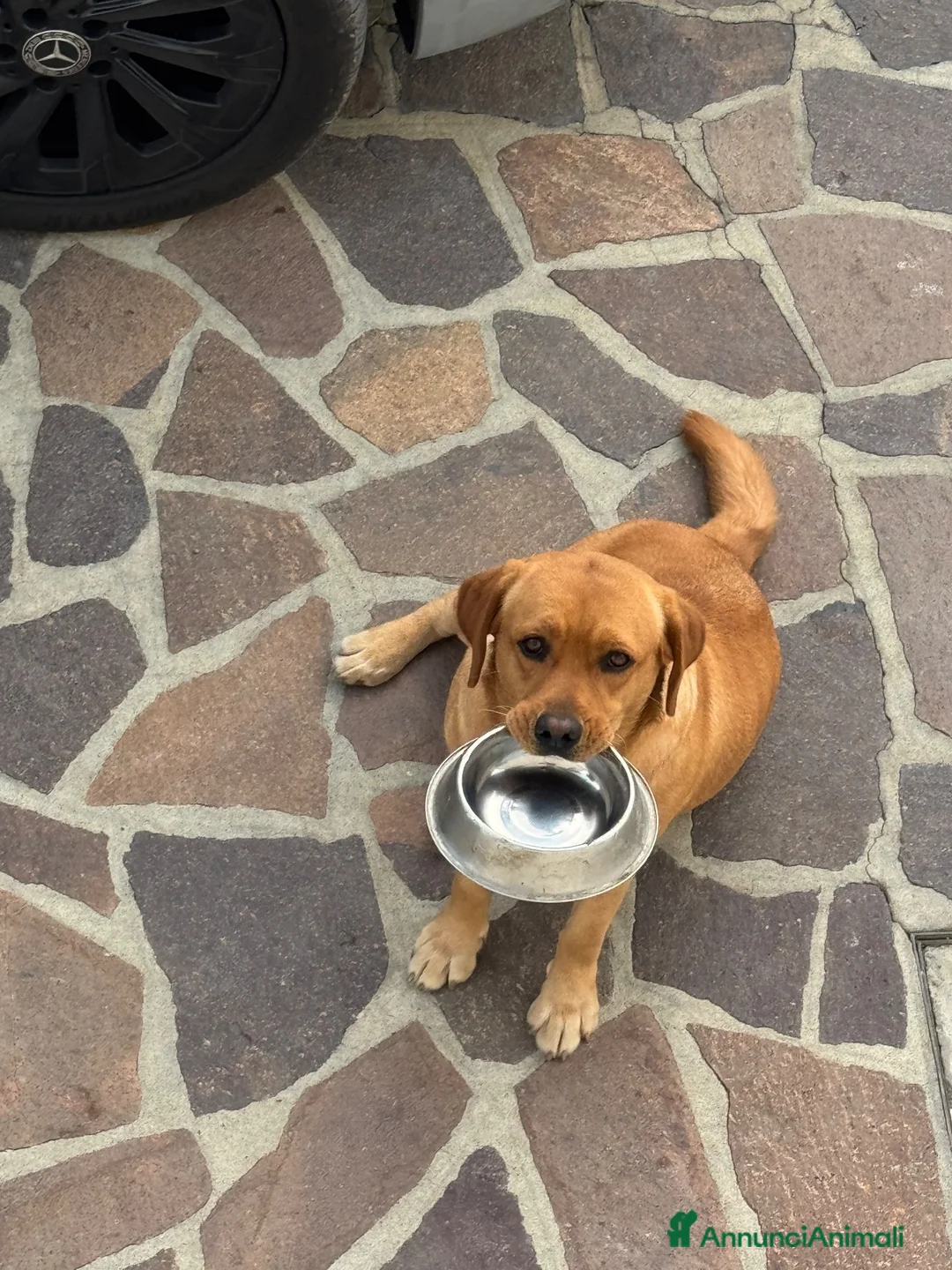Labrador cani in regalo: Regalo cani - Annuncio 2