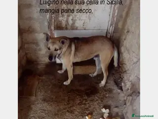 Meticcio cani 12anni di pena scontata!Aiutate Luigino! Salerno - Annuncio 14