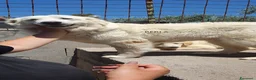 Pastore Abbruzzese Maremmano cani in regalo: Maremmano cuccioli e Mamma Perla - Annuncio 13